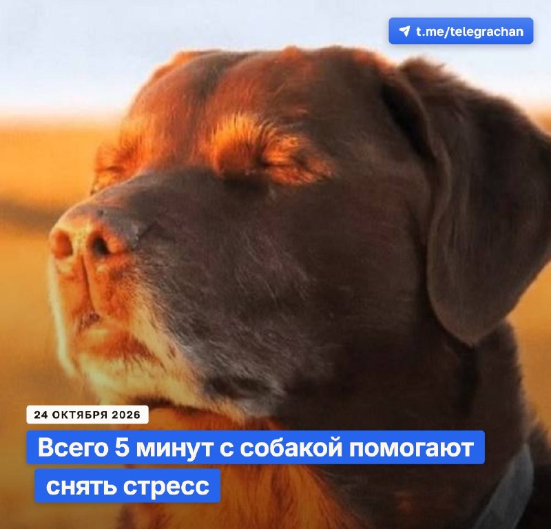 Фото поста канала TELEGRA4CH