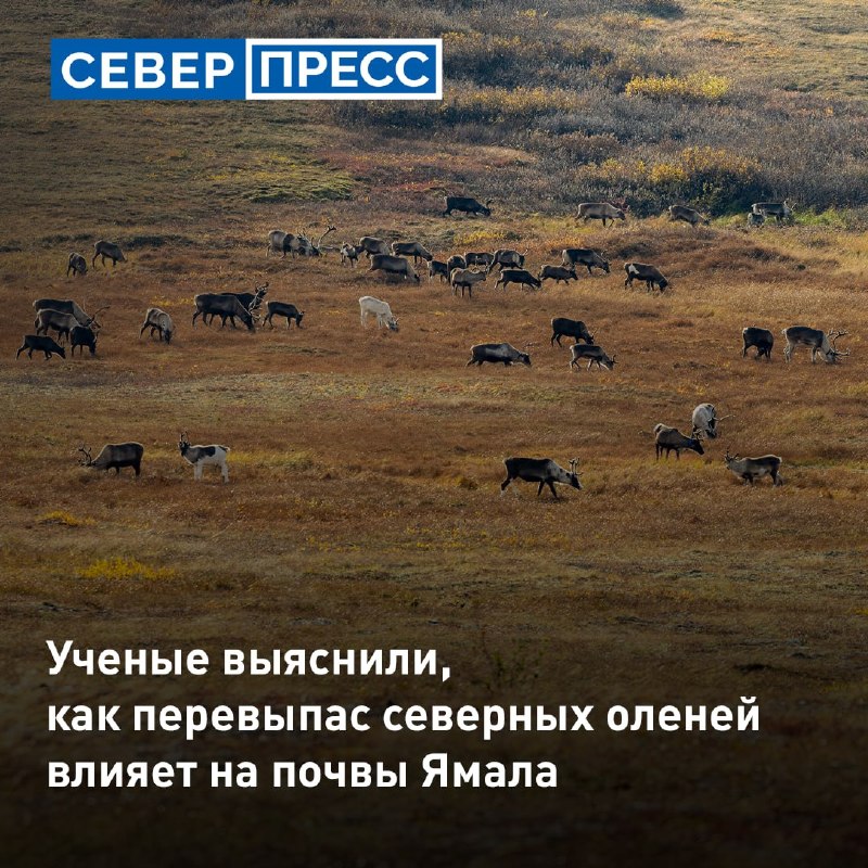 Фото поста канала  Мониторинг 89 Ямало-Ненецкий АО