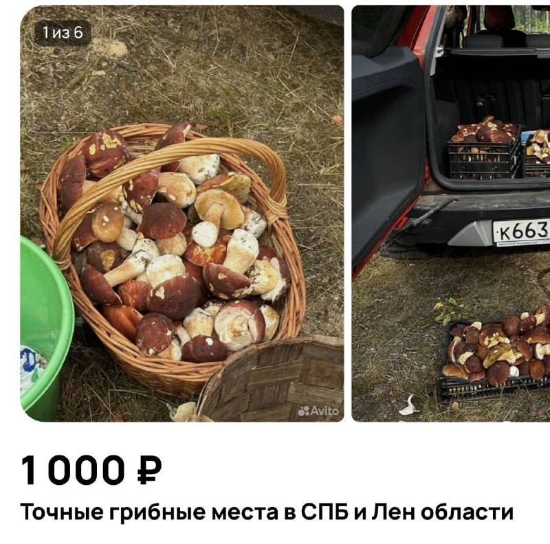 Фото поста канала Питер сейчас