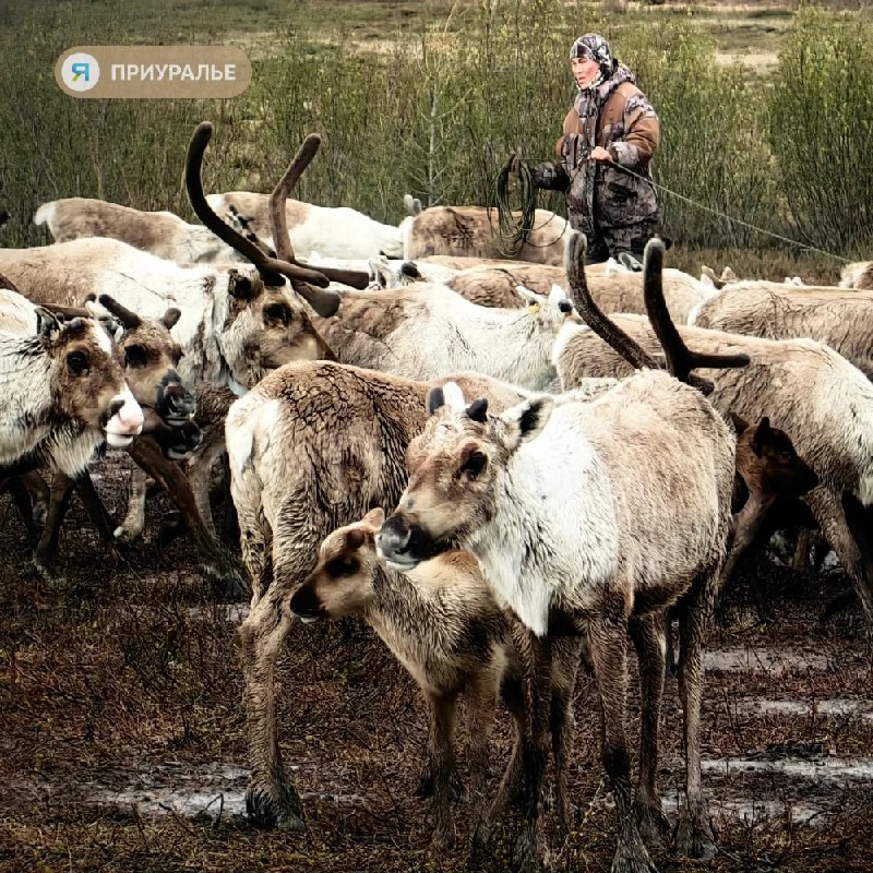 Фото поста канала  Мы из Приуралья