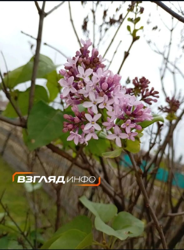 Фото поста канала Новости Красноярска и Края