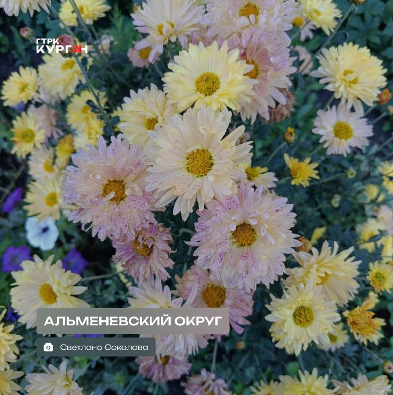 Фото поста канала  Мониторинг 45 Курганская область
