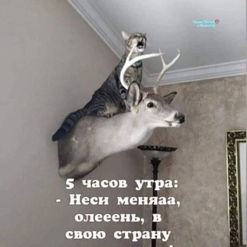 Фото поста канала  Ходють тут всякие!🍄