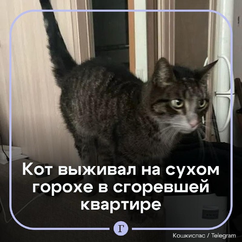 Фото поста канала  Газета.Ru