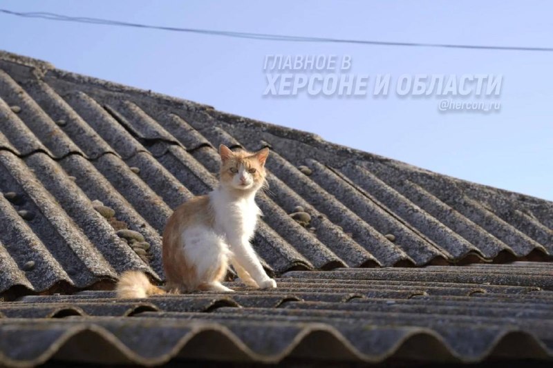 Фото поста канала  Главное в Каховке и Новой Каховке