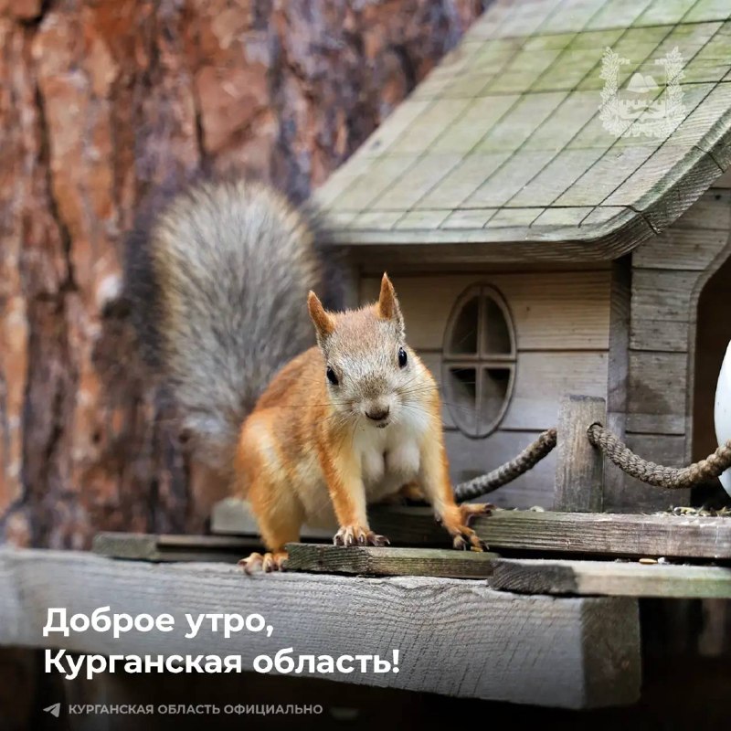 Фото поста канала  Мониторинг 45 Курганская область