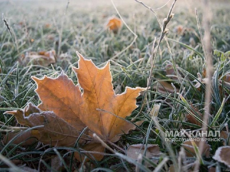 Фото поста канала  ПОДСЛУШАНО БРЯНСК