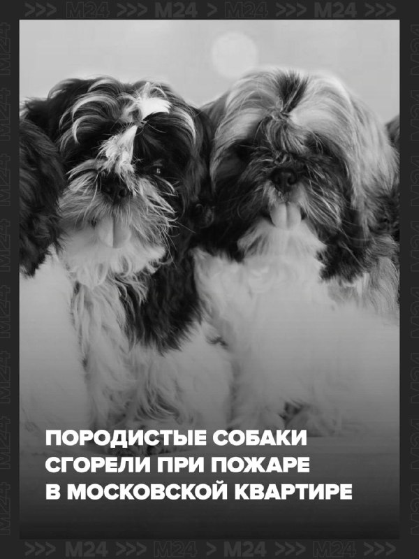 Фото поста канала Москва 24