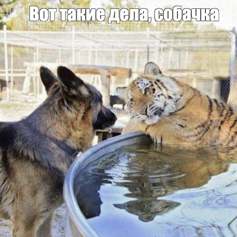 Фото поста канала ВПШ