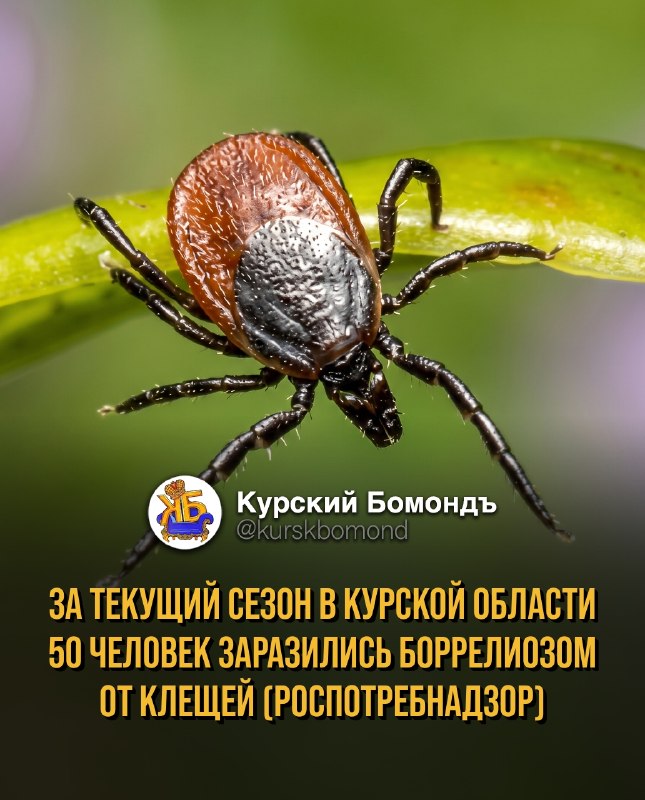 Фото поста канала  КУРСКИЙ БОМОНДЪ
