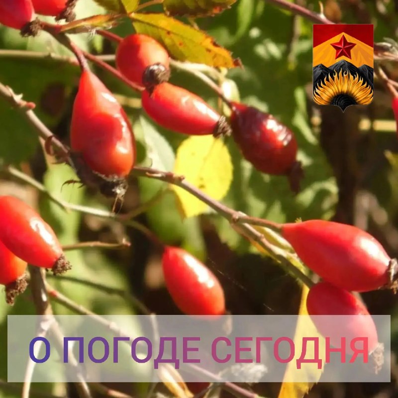 Фото поста канала Лента новостей ДНР | Z ТГ_ТЕСТ