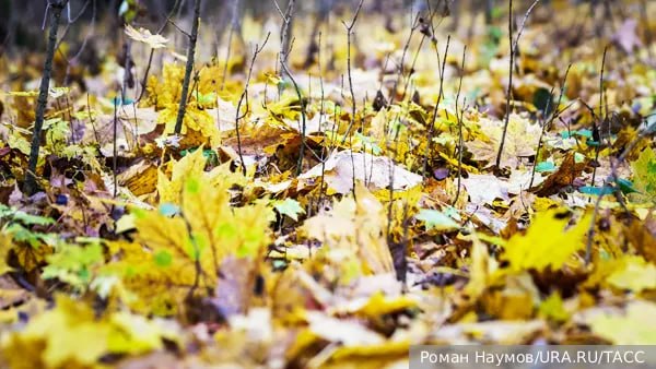 Фото поста канала  V Z - ВЗГЛЯД.РУ