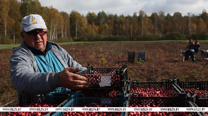 Фото поста канала  Виртуальный Брест новости