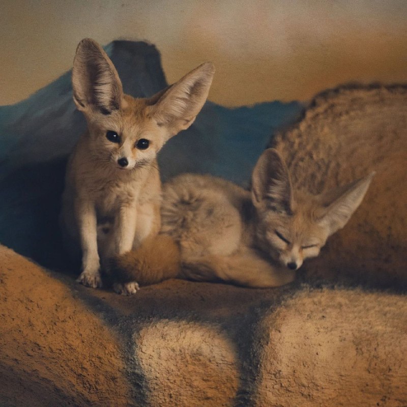 Фото поста канала  Ёжкин кот 🇷🇺