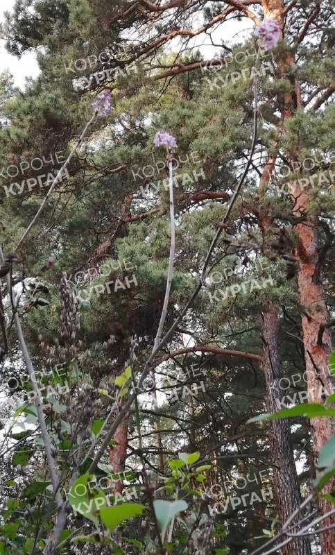 Фото поста канала  Короче, Курган