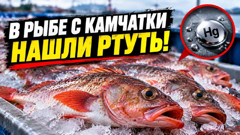 Фото поста канала  Камчатский Репортёр