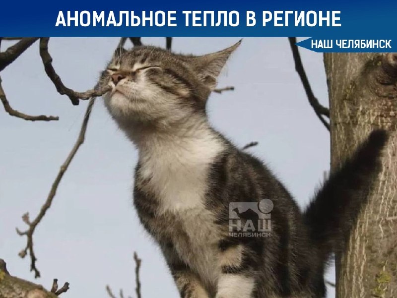 Фото поста канала  Наш Челябинск