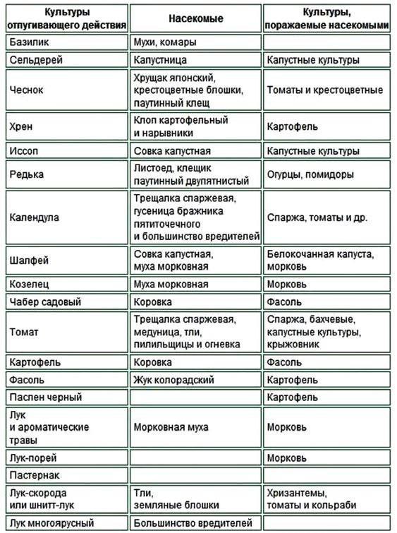Фото поста канала Дачный ответ