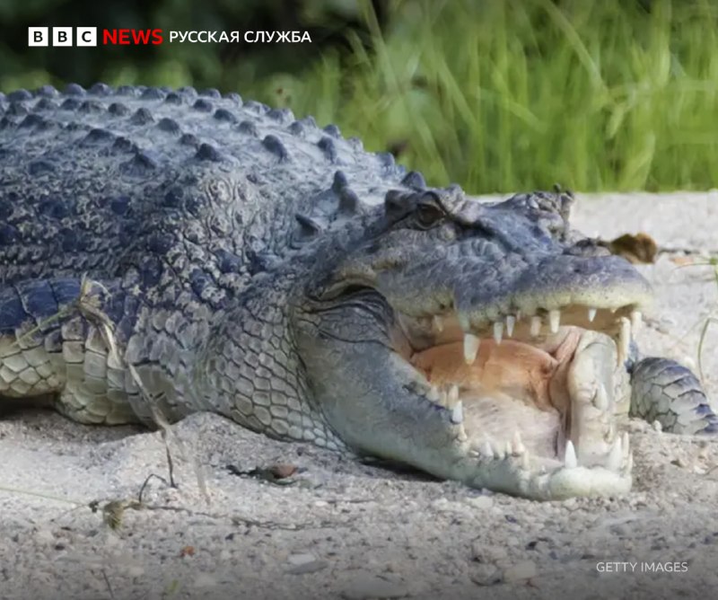 Фото поста канала BBC News | Русская служба