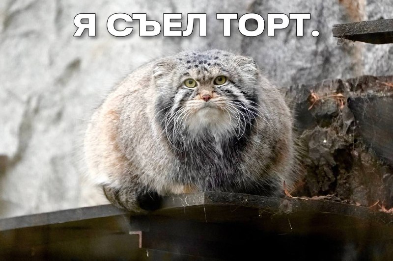 Фото поста канала  Москва сегодня