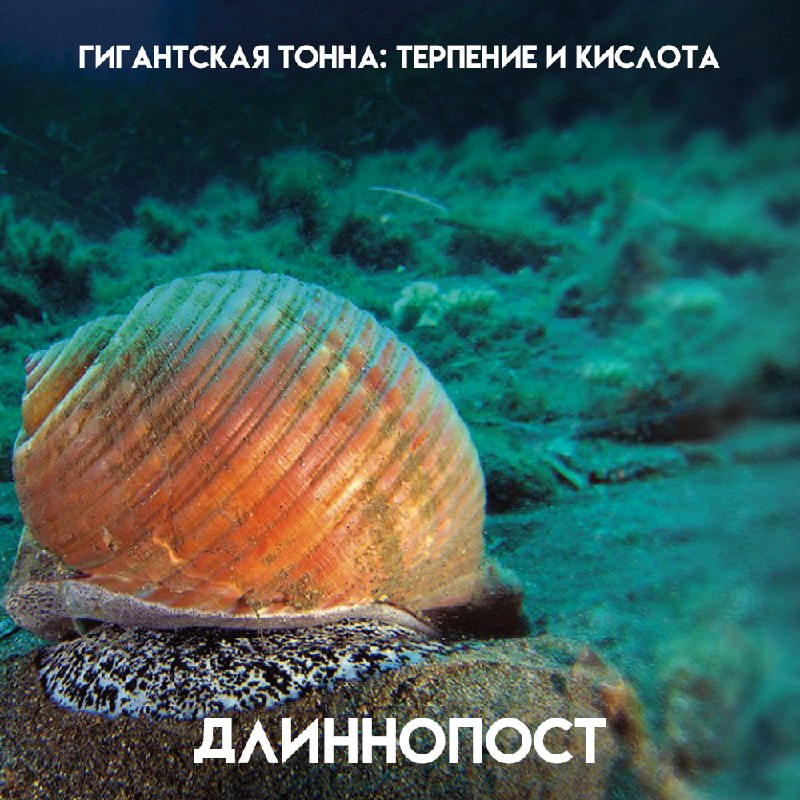 Фото поста канала Пикабу