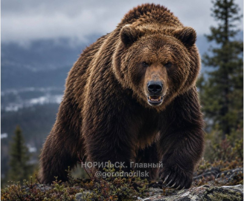 Фото поста канала  Телеграм Норильска
