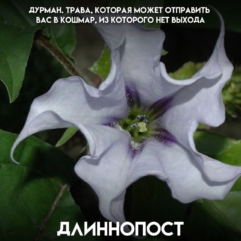 Фото поста канала Пикабу