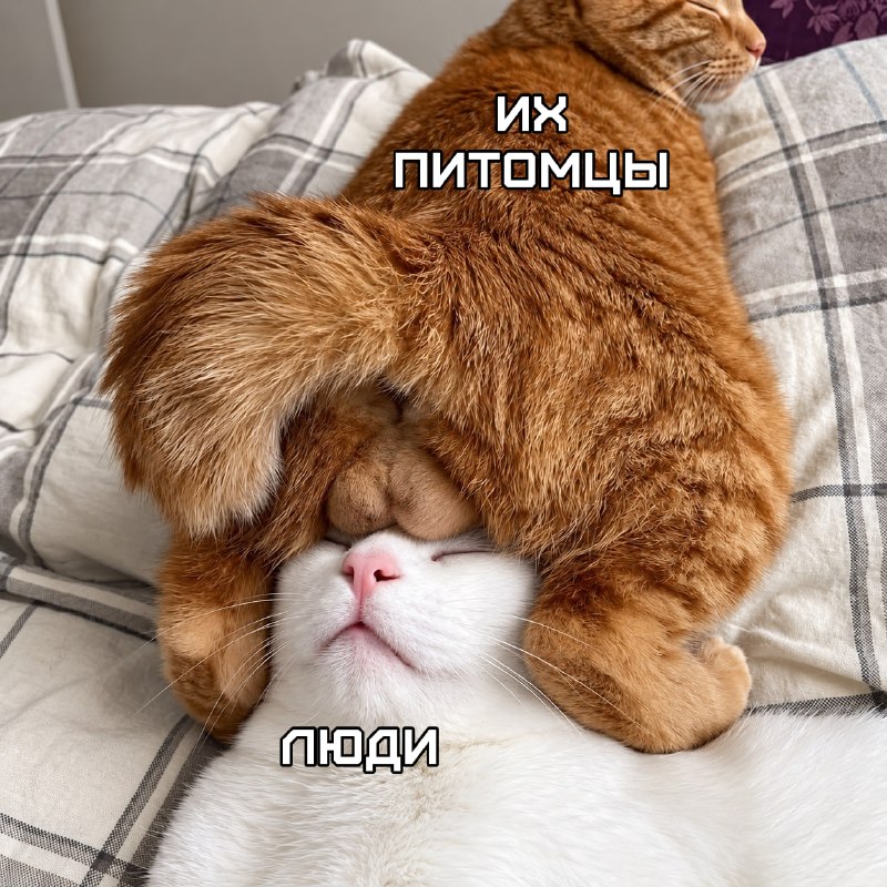 Фото поста канала MDK PREMIUM