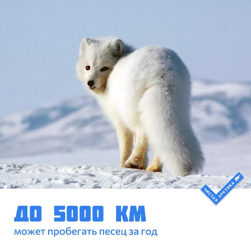 Фото поста канала  Мониторинг Арктика