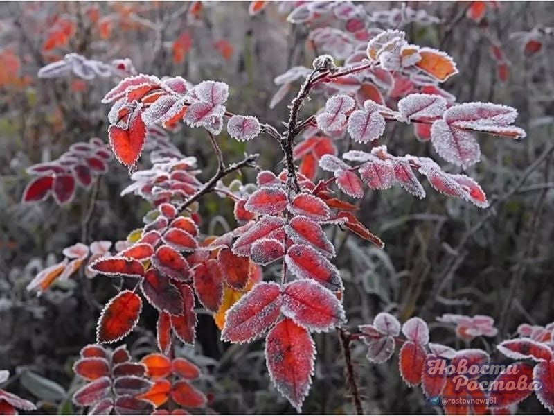 Фото поста канала  Новости Ростова - Rostovnews61
