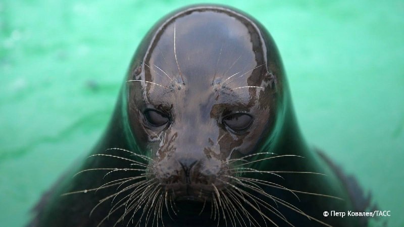 Фото поста канала  Разговор обывателей на кухне