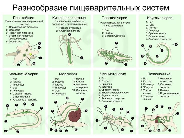 Фото поста канала Конспекты | Биология и Химия
