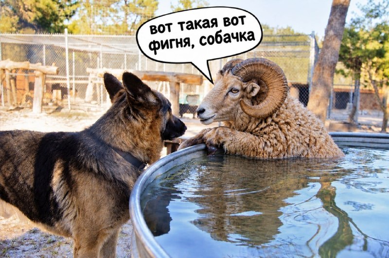 Фото поста канала  Zvezdanews