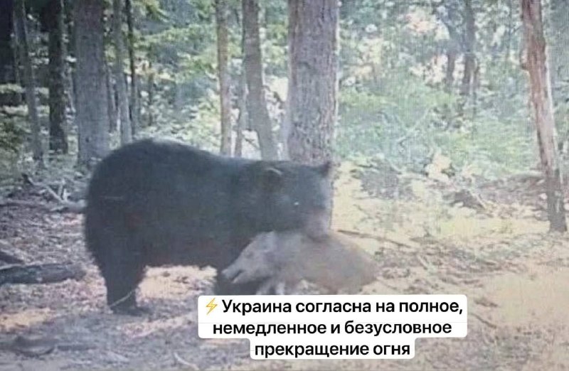 Фото поста канала  Сербский Дивергент