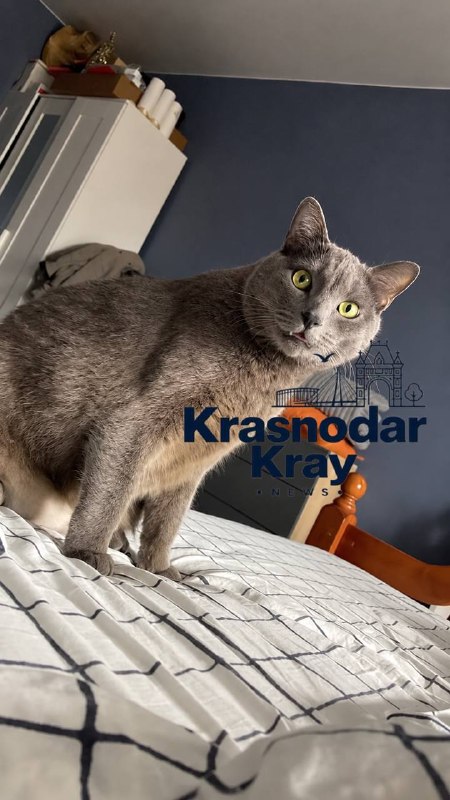 Фото поста канала  Краснодар и край