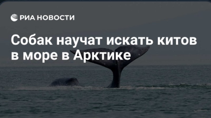 Фото поста канала  Мониторинг Арктика
