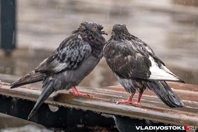 Фото поста канала  VLADIVOSTOK1.RU | Новости Приморья