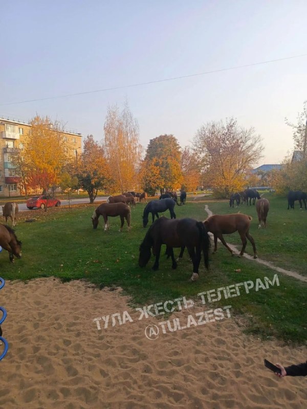 Фото поста канала Тула Жесть