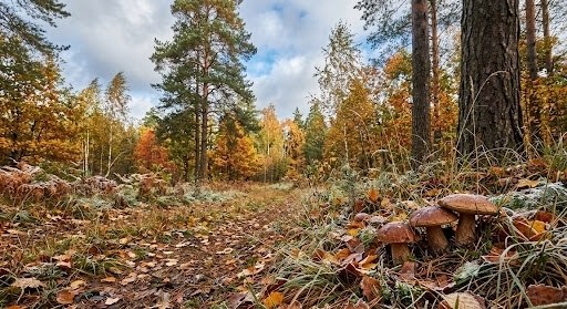 Фото поста канала  IvanovoNEWS | Барс | Новости | Иваново