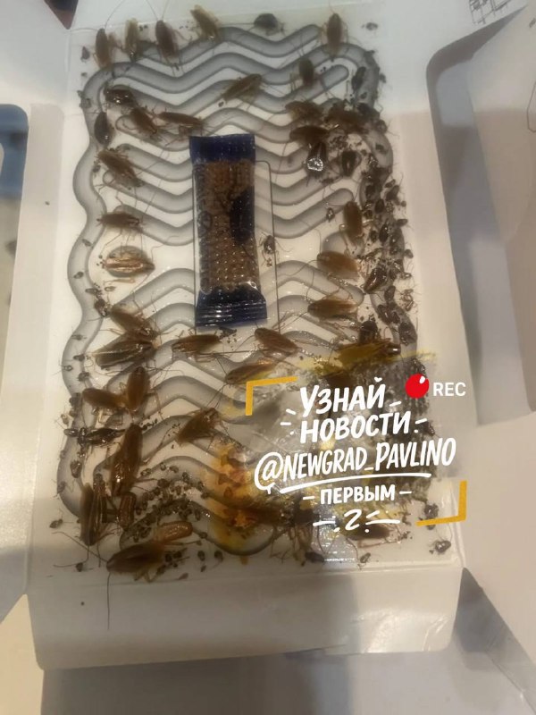 Фото поста канала  НОВОЕ ПАВЛИНО