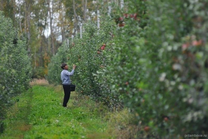 Фото поста канала  Тамбов. Происшествия