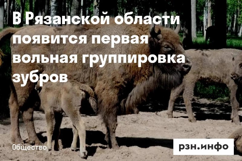 Фото поста канала  Новости Рязани • РЗН.инфо
