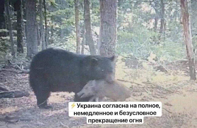 Фото поста канала Tynu40k Goblina (oper.ru)