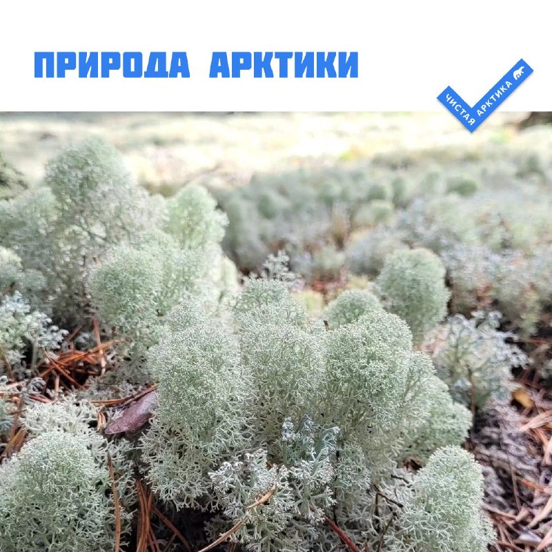 Фото поста канала  Мониторинг Арктика