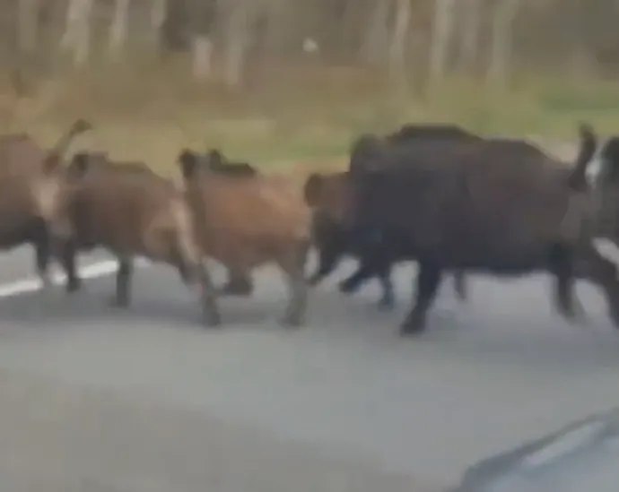 Фото поста канала  Виртуальный Брест новости