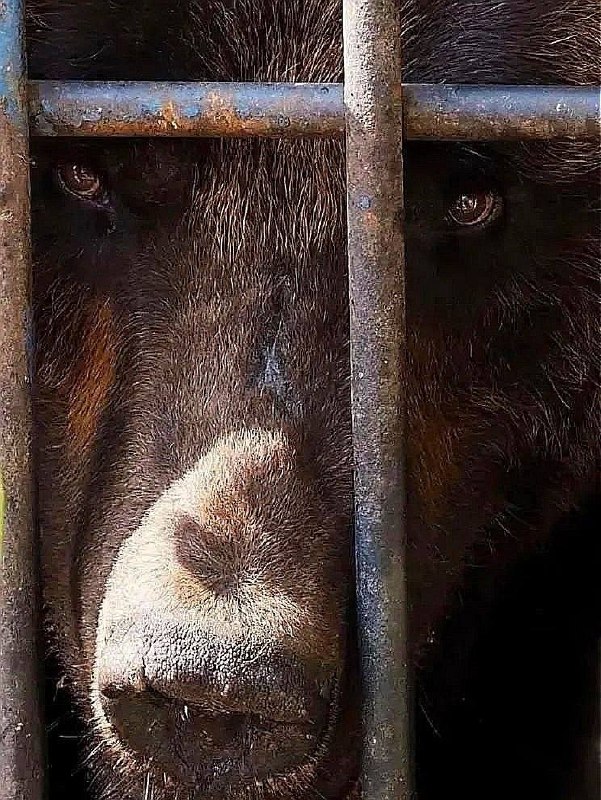 Фото поста канала  Нижневартовск. Происшествия