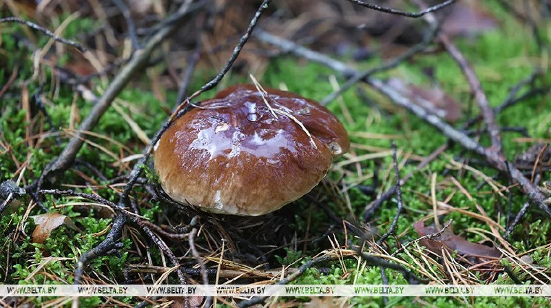 Фото поста канала  Виртуальный Брест новости