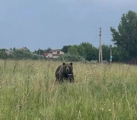 Фото поста канала Инцидент Новосибирск