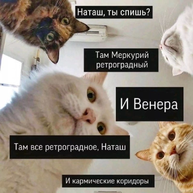 Фото поста канала  Галушкин Каганат