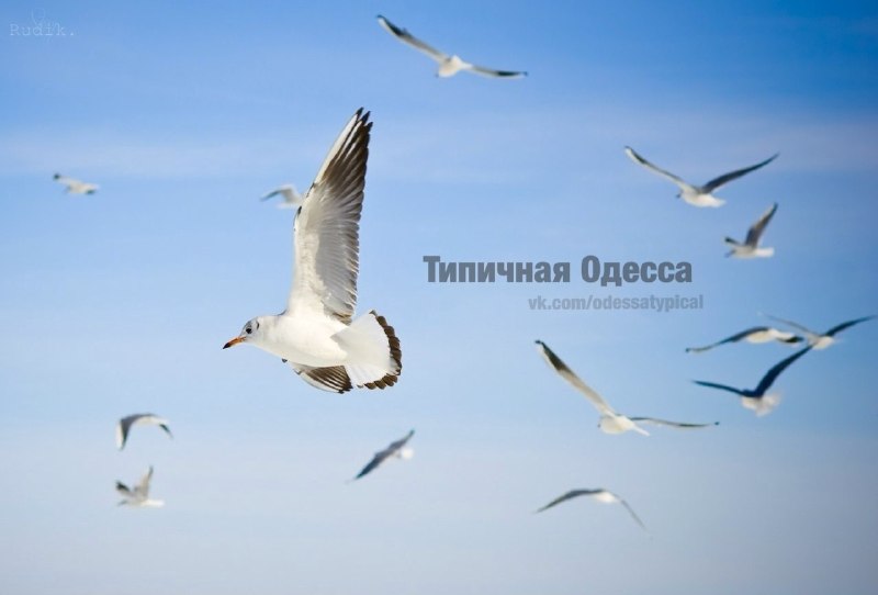 Фото поста канала  Типичная Одесса